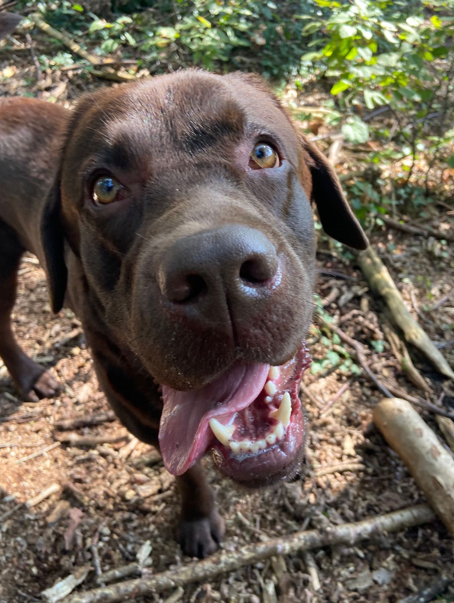 Chocoladebruine Labrador met een brede glimlach, hijgend buiten op een zonnige dag.