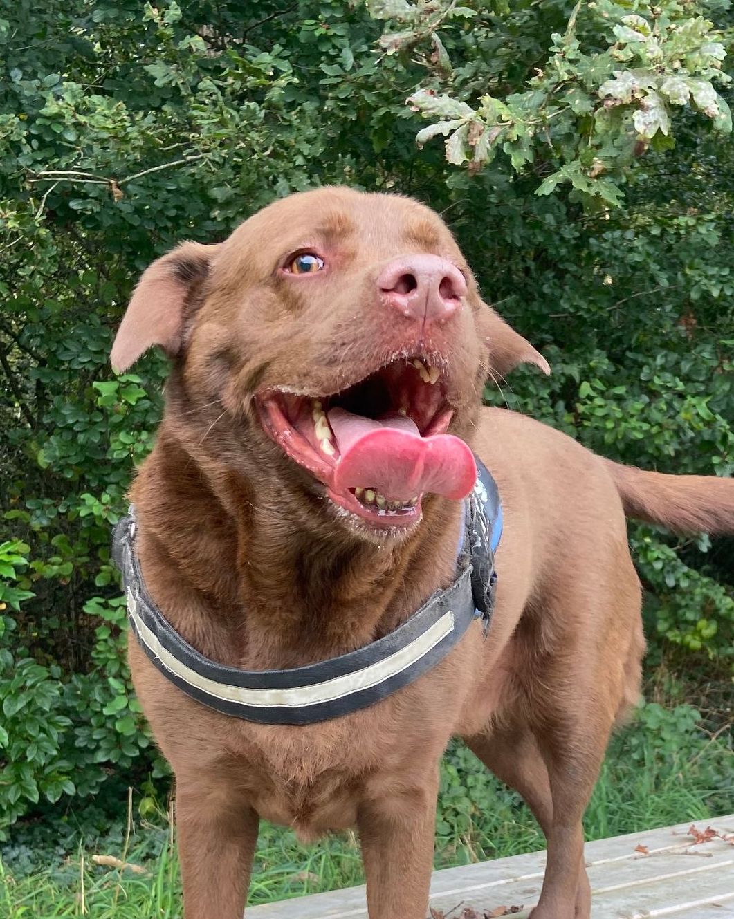 Een bruine Labrador met open bek, hijgend en met een tuigje om, staat voor een groene achtergrond.