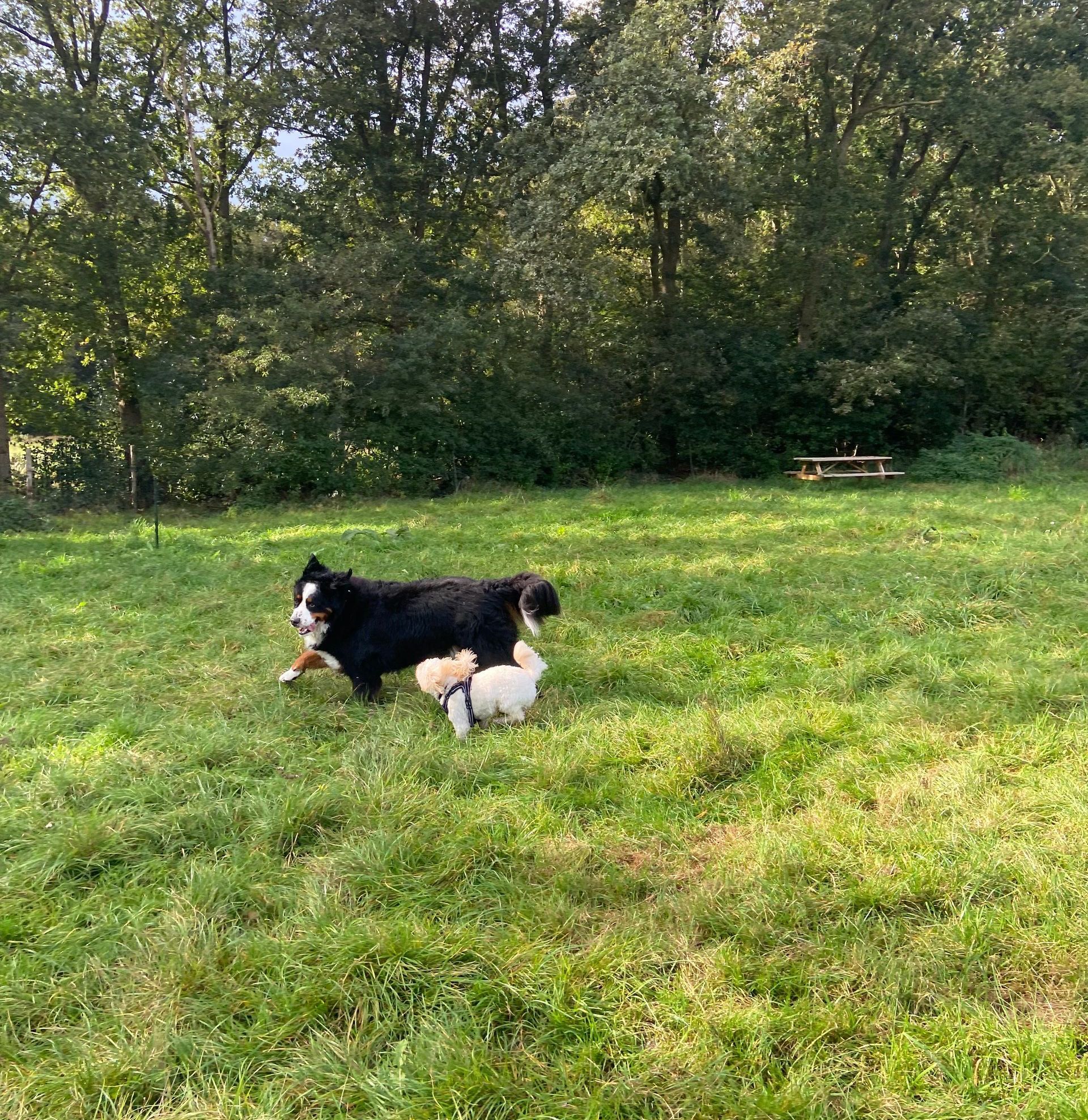 Twee honden spelen in een grasveld met bomen op de achtergrond; een picknicktafel is zichtbaar.