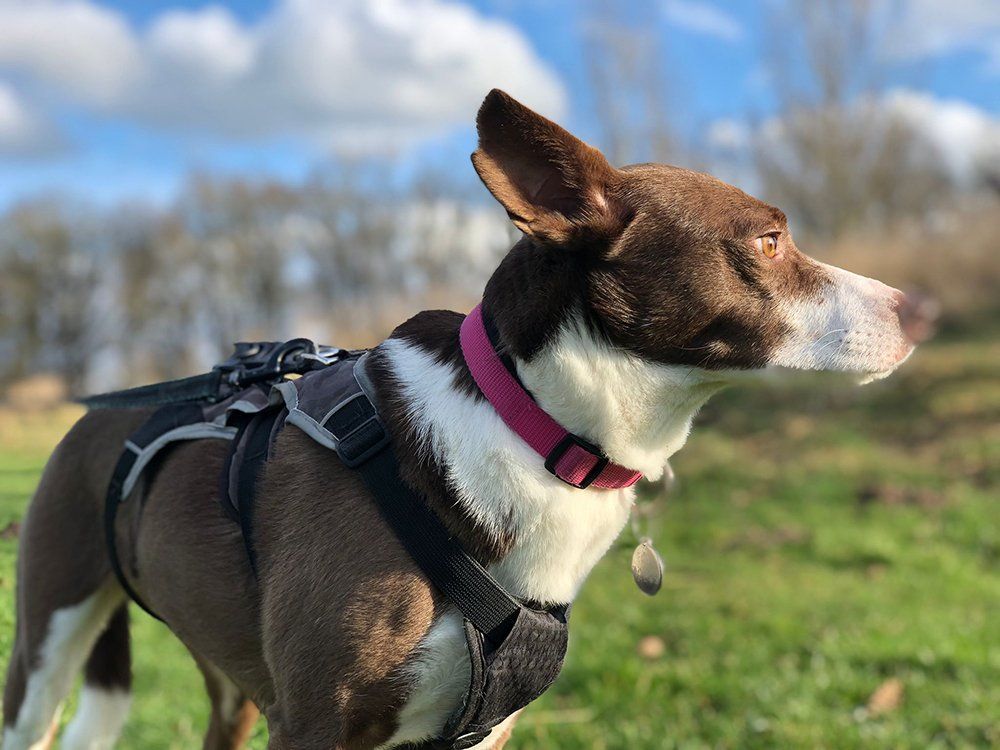 Een bruin-witte hond met een roze halsband en tuigje kijkt naar rechts in een grasveld op een zonnige dag.