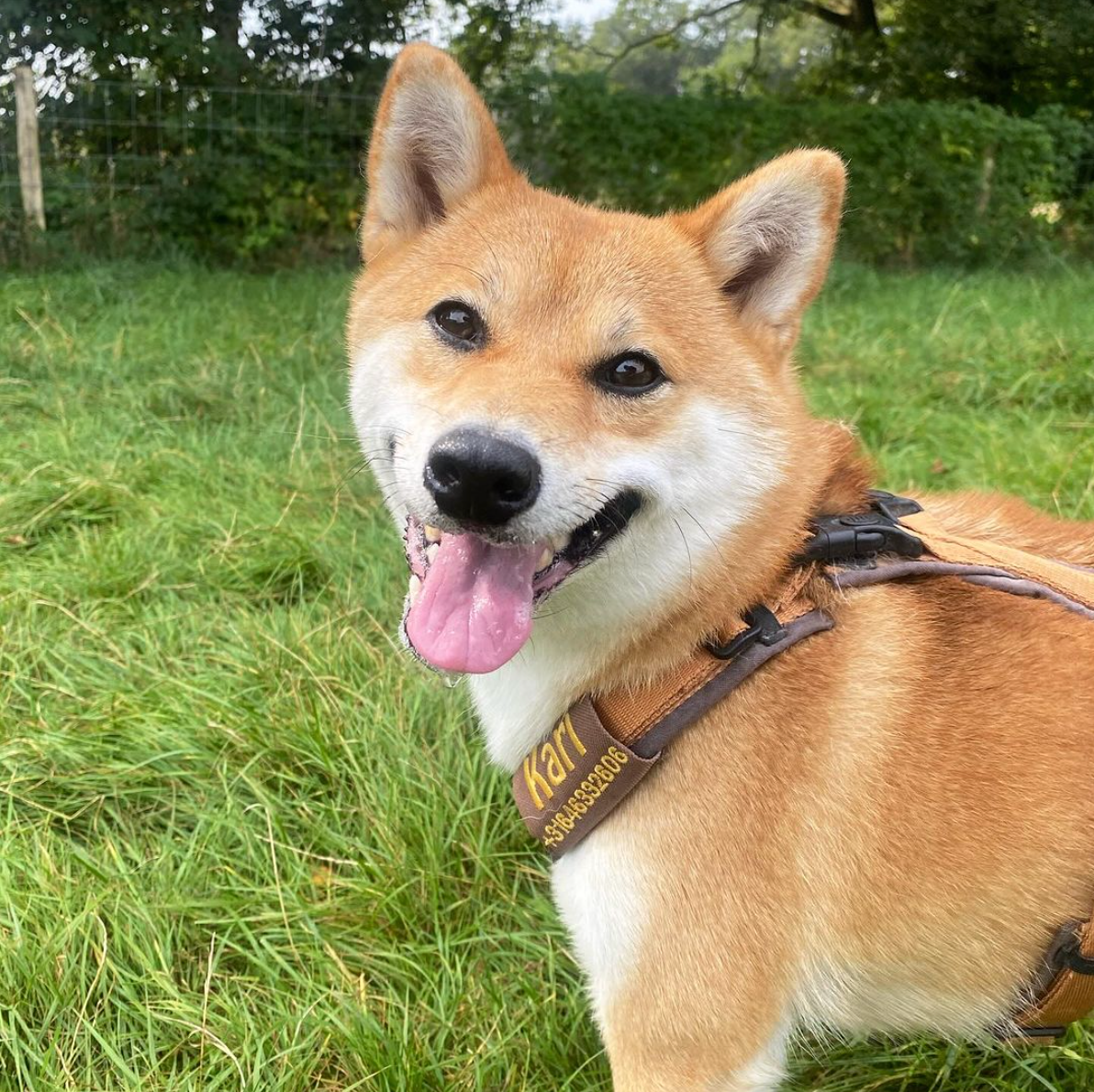 Shiba inu