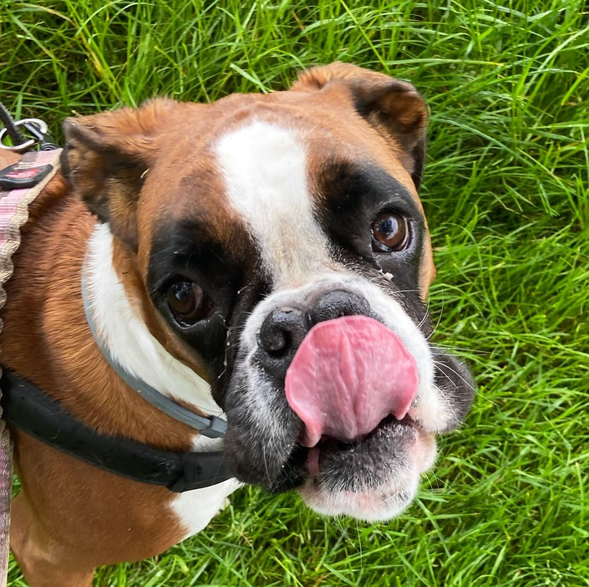 Een boxer met bruin-witte vacht likt zijn roze tong in het groene gras.