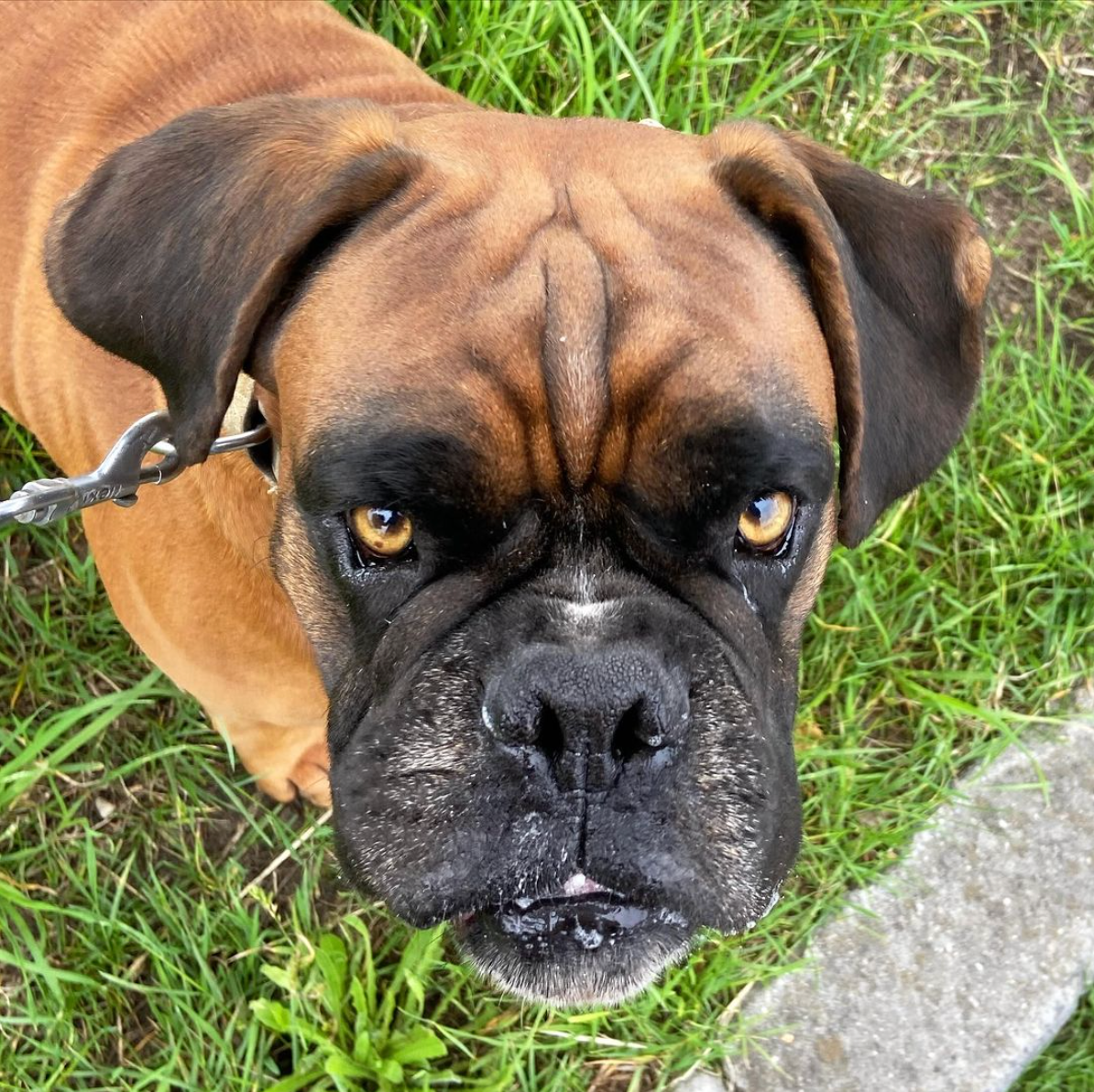 Close-up van een bruine Boxer met donkere snuit en alerte uitdrukking, buiten in het gras.