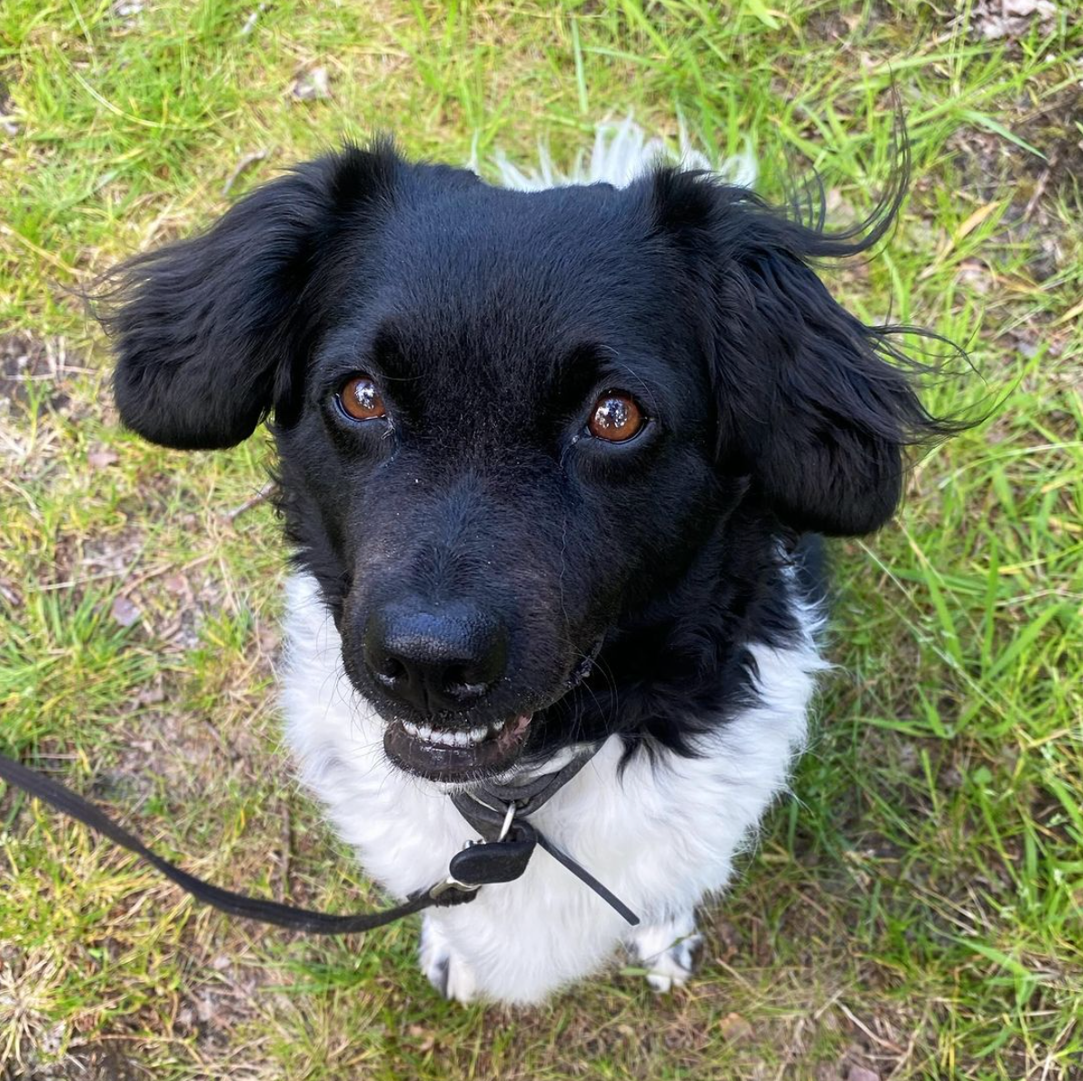 Zwart-witte hond met bruine ogen, die omhoog kijkt, zit in het gras, de riem is zichtbaar.