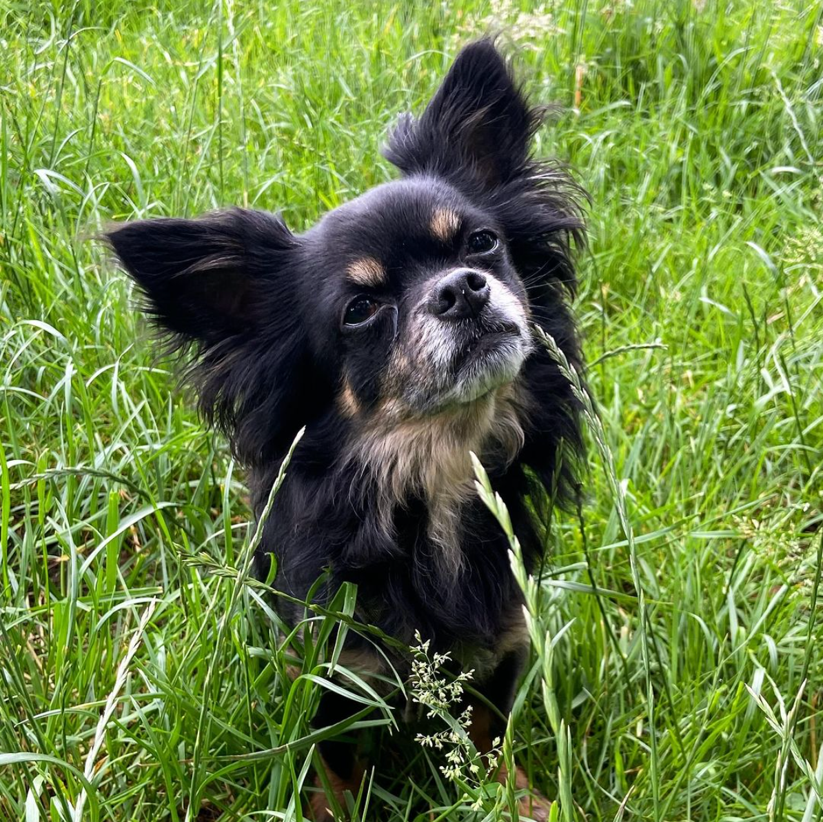 Een zwart-bruine langharige chihuahua in het hoge groene gras, die omhoog kijkt.