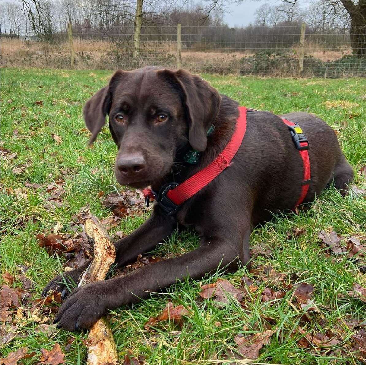 Chocoladebruine Labrador ligt in het gras, met een rood tuigje om en een stok in zijn hand.