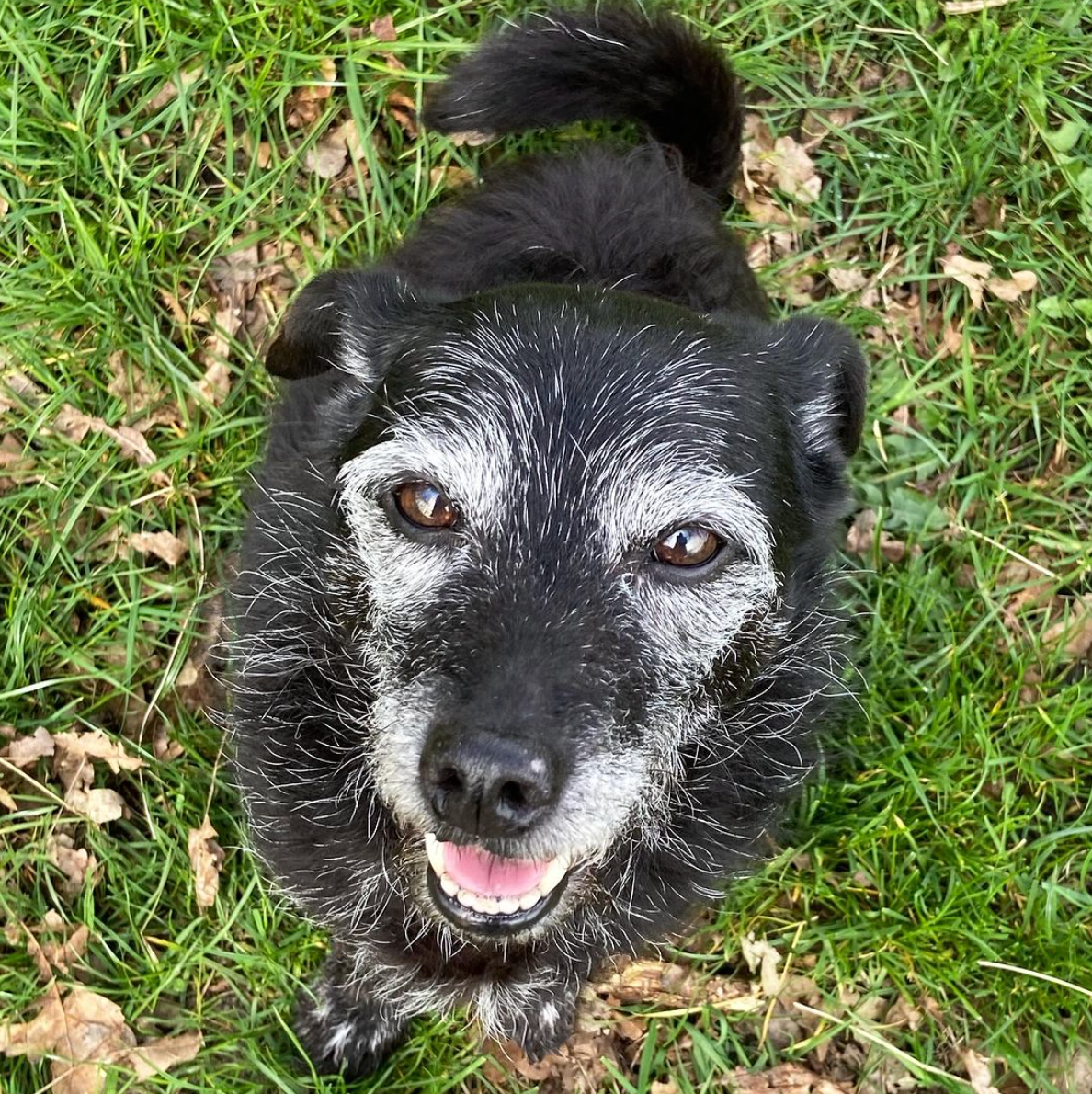 Zwarte hond met grijzende snuit en een vrolijke uitdrukking, zittend in het gras.
