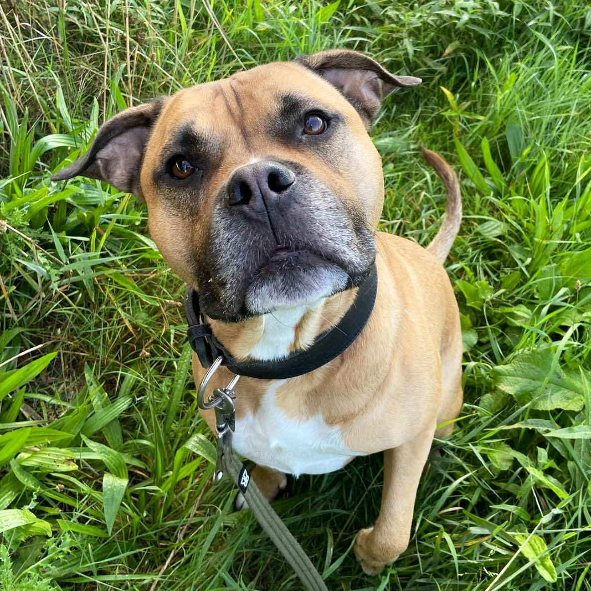 Bruin-witte hond met zwarte halsband in het groene gras, kijkt omhoog.