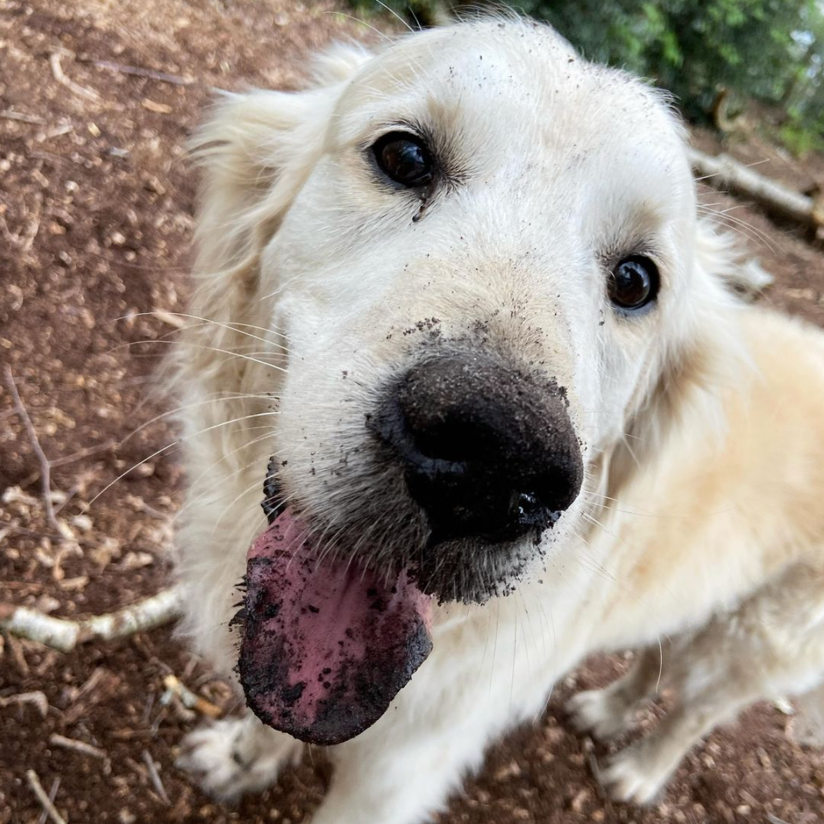 Een golden retriever met een modderige neus en tong, die recht in de camera kijkt.