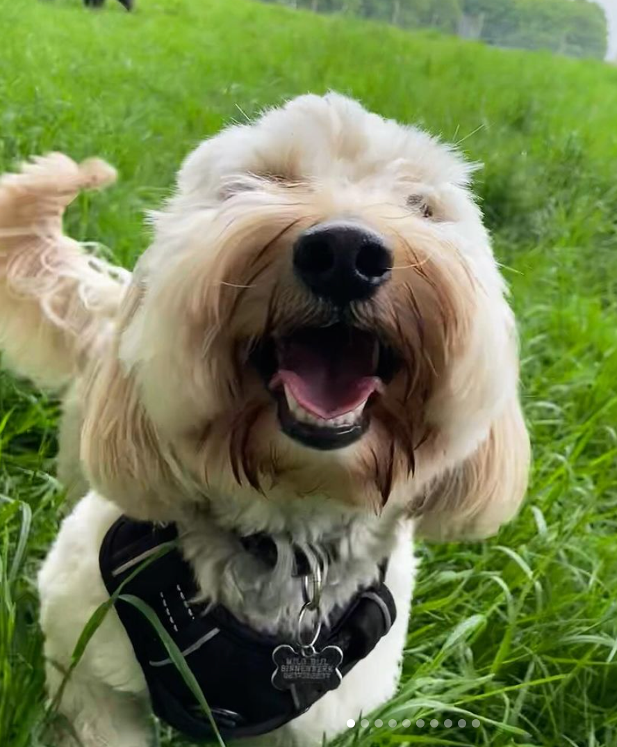 Een vrolijke, beige Goldendoodle met open bek in een grasveld, met een zwart tuigje om.