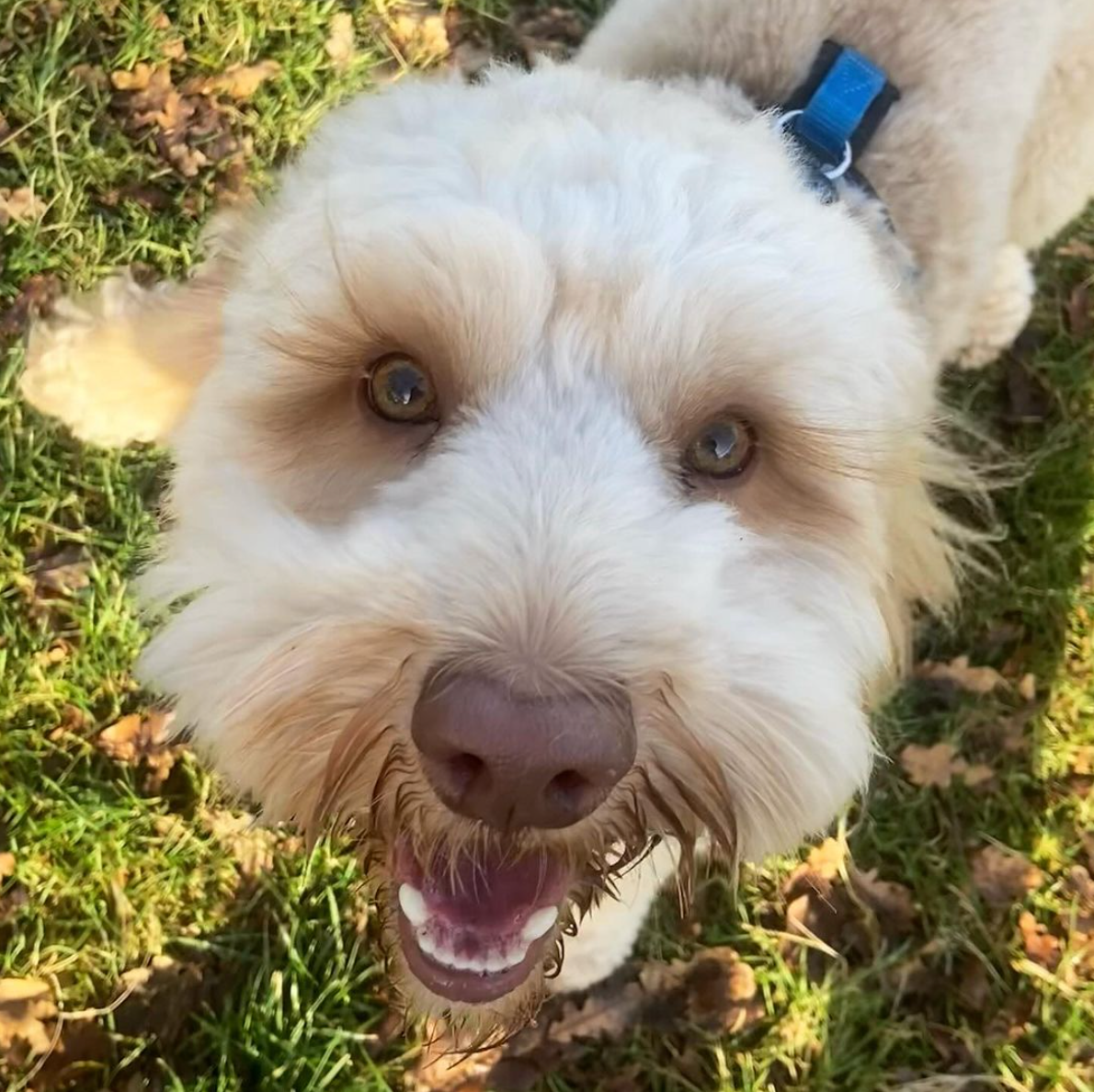 Een lachende, crèmekleurige hond met bruine ogen en neus, buiten, met een blauwe halsband om.