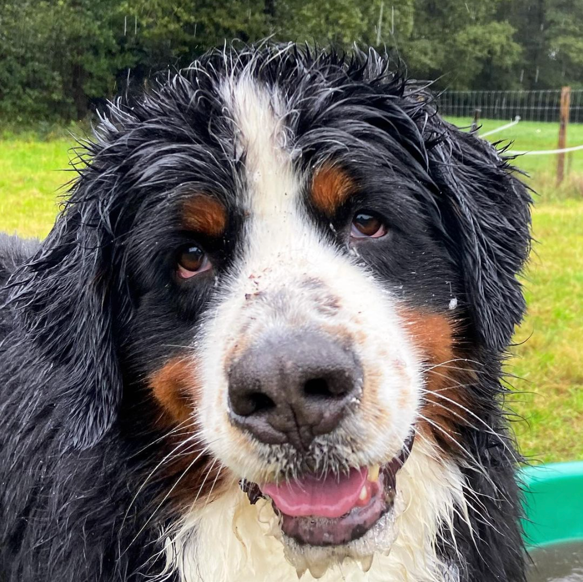 Berner Sennenhond met natte vacht, die recht in de camera kijkt met een lichte glimlach.