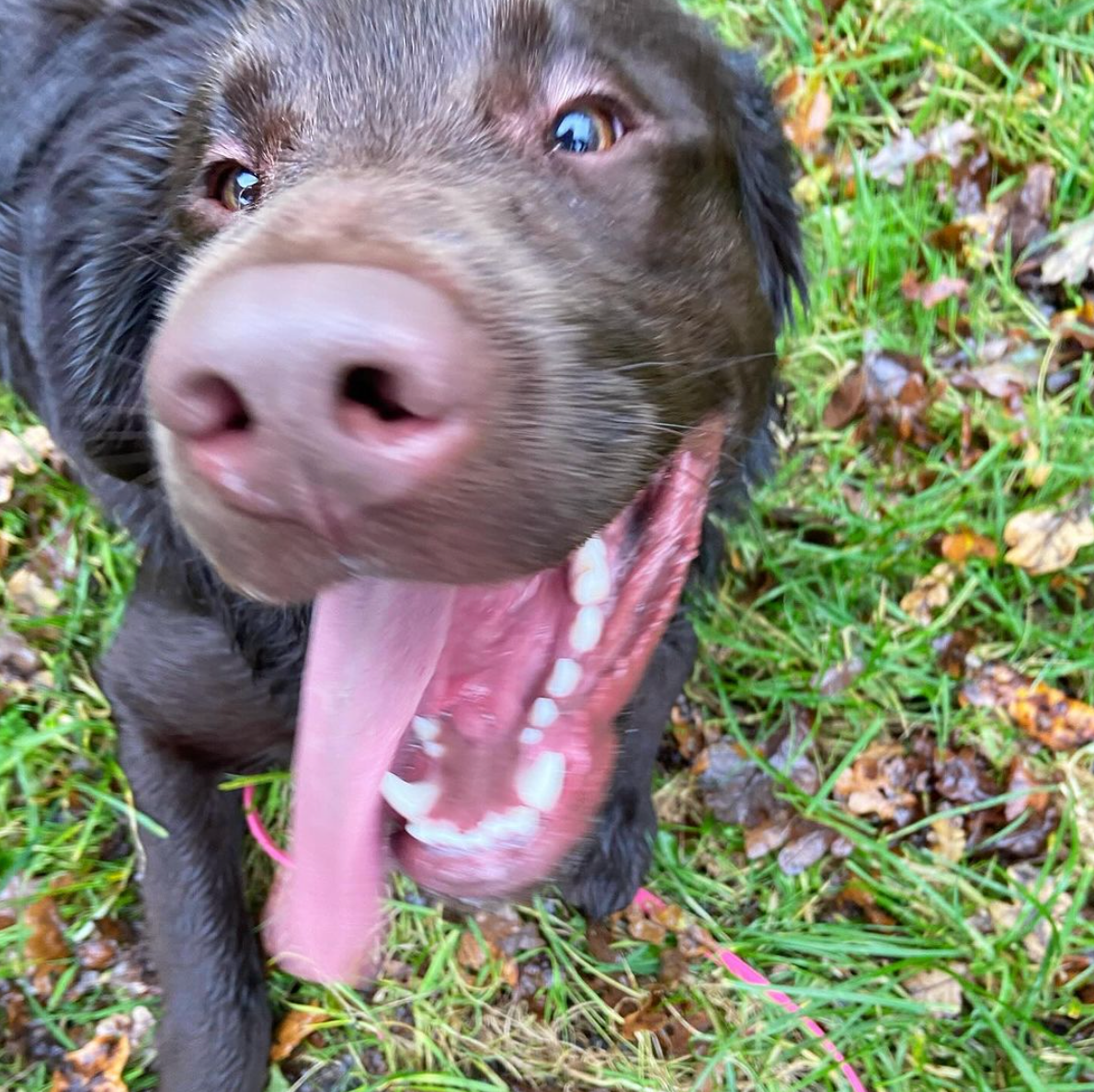 Een bruine Labrador met open bek, uitgestoken tong en wijdopen ogen, in een grasveld.