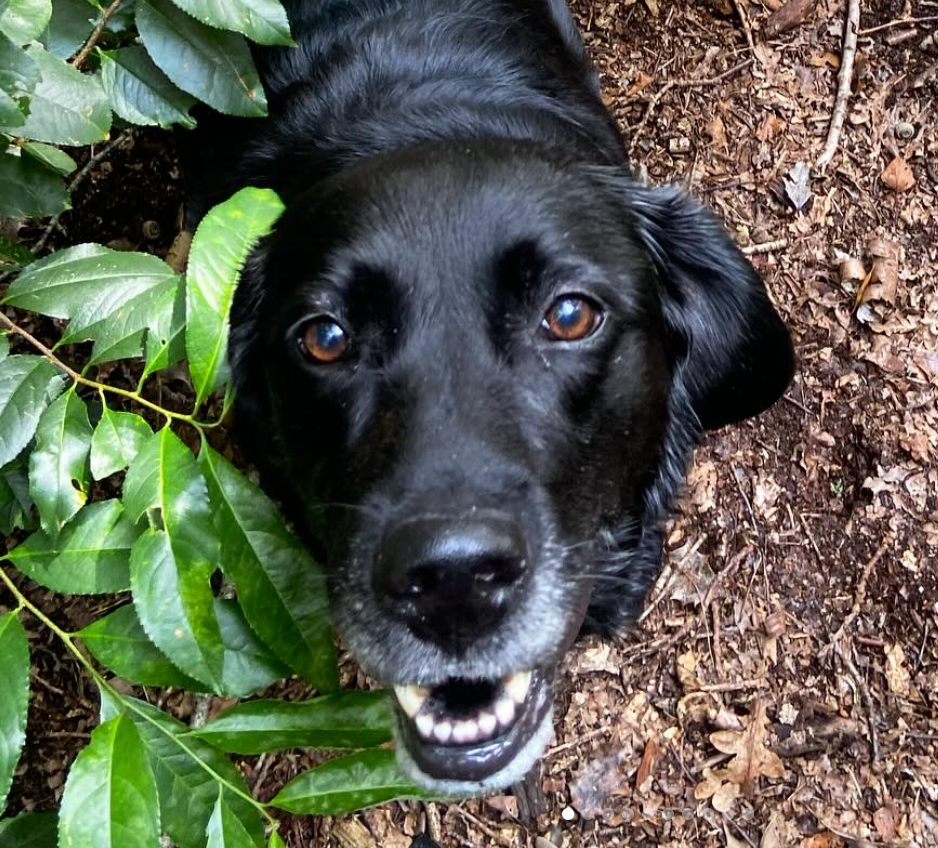 Een zwarte Labrador met bruine ogen lacht tussen groene bladeren en bruine mulch.