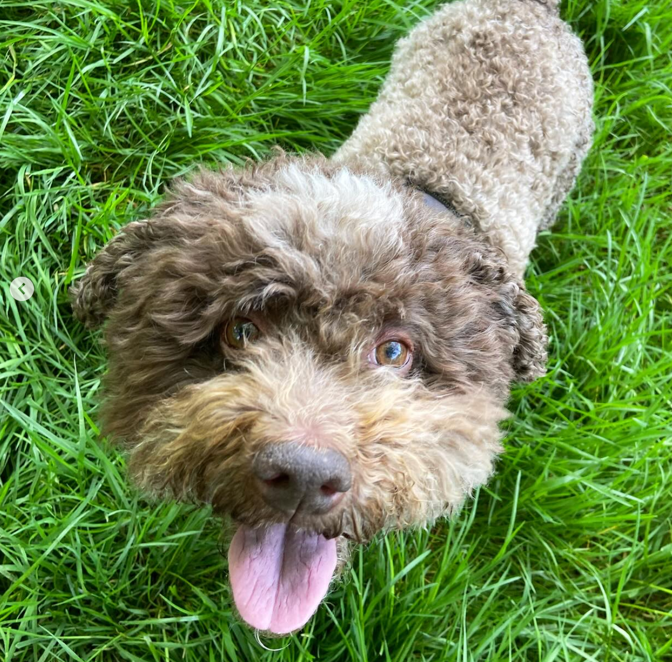 Een bruine hond met krullend haar en uitgestoken tong kijkt in een grasveld naar de camera.