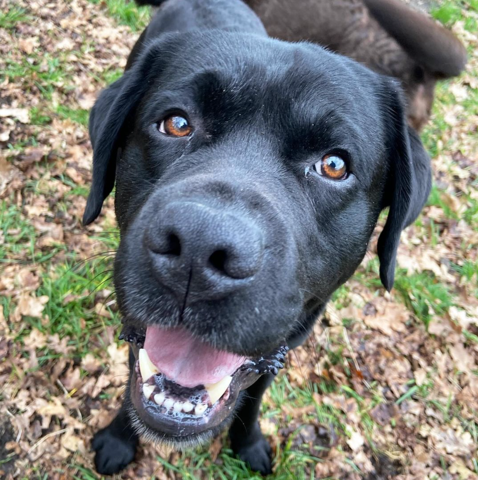 Zwarte Labrador met bruine ogen, kijkt omhoog, heeft open bek, buiten.