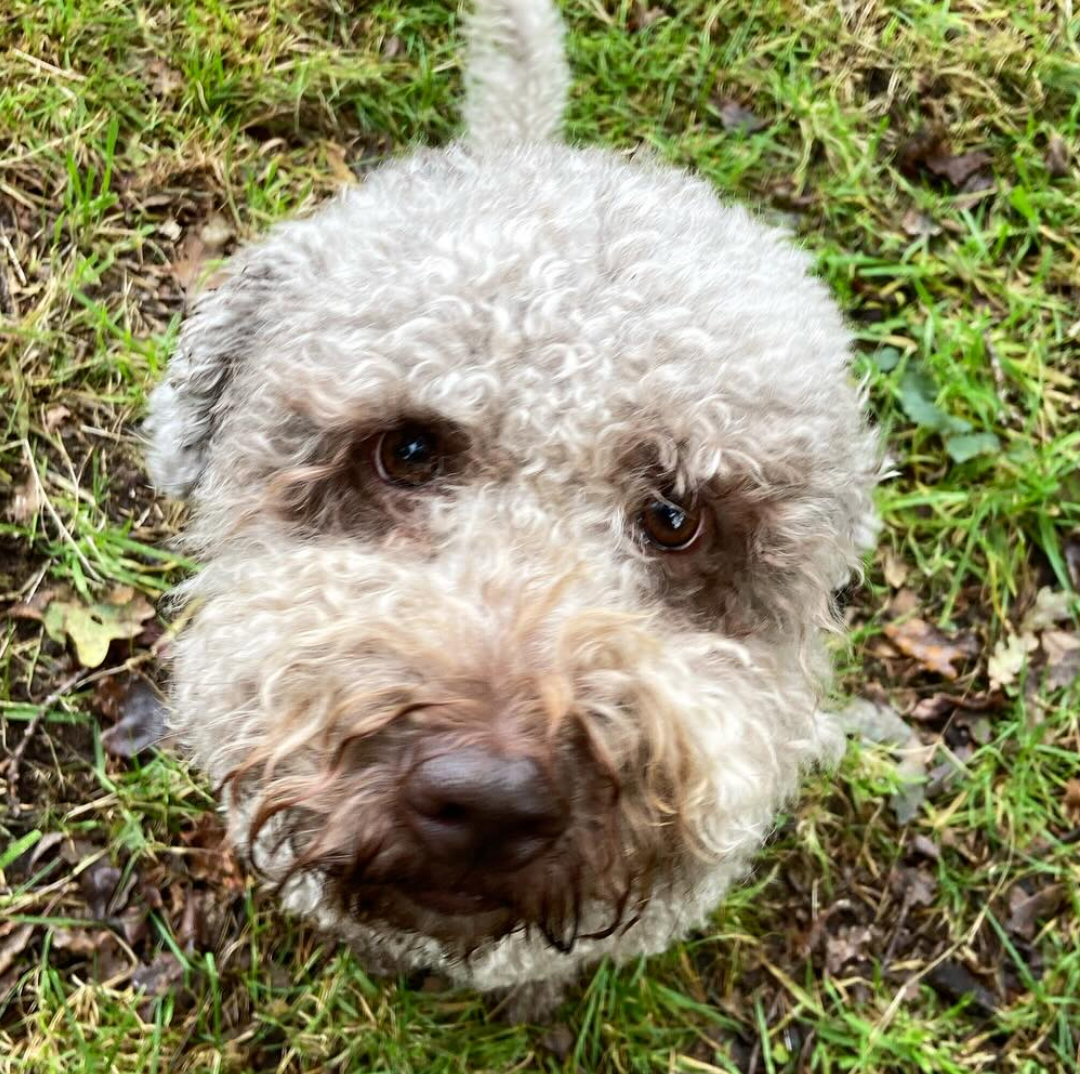 Close-up van een lichtbruine hond met krullend haar die met bruine ogen omhoog kijkt, in een grasveld.