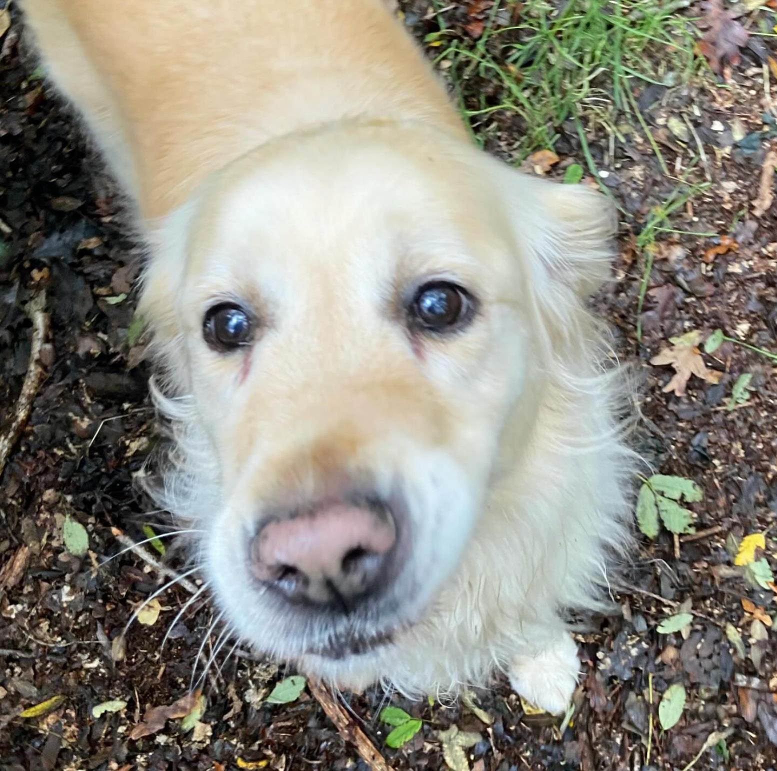 Een golden retriever kijkt met een zachte uitdrukking omhoog; lichte vacht, roze neus. Zit op de grond tussen de bladeren.