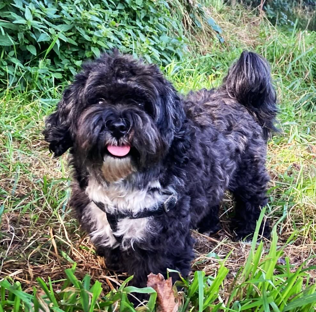Een zwart-witte, pluizige hond staat met een tuigje om, zijn tong uitgestoken en kijkt recht vooruit in het gras.