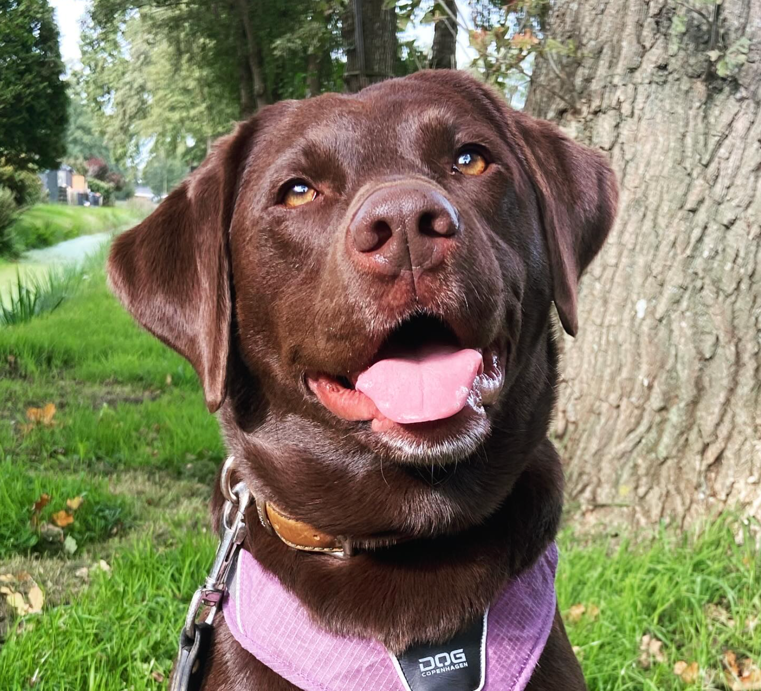 Een chocoladebruine Labrador met een roze tuigje lacht breeduit en steekt zijn tong uit in een grasveld.