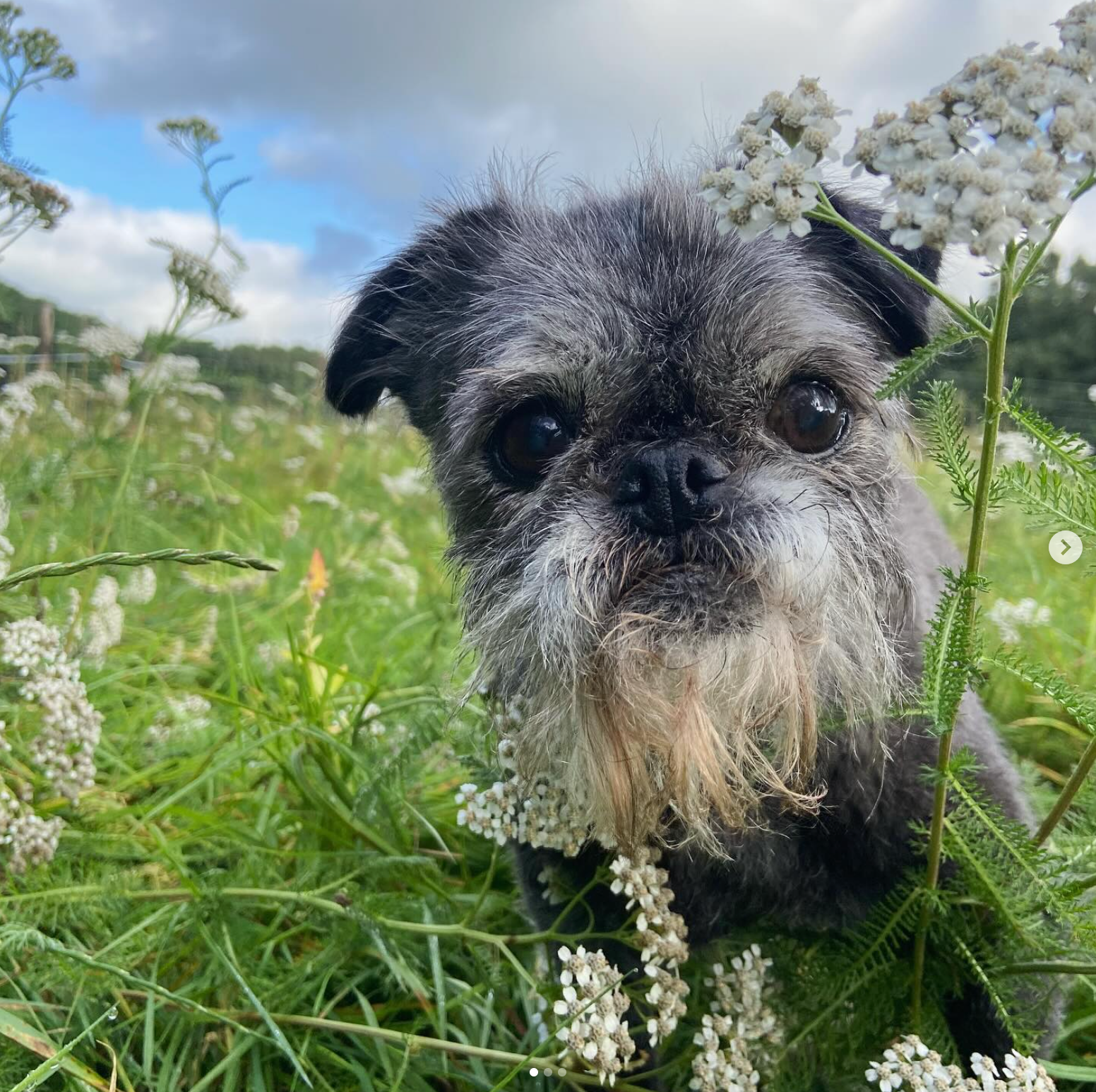 Een klein grijs hondje met een witte baard in een veld met groen gras en witte bloemen, dat naar de camera kijkt.