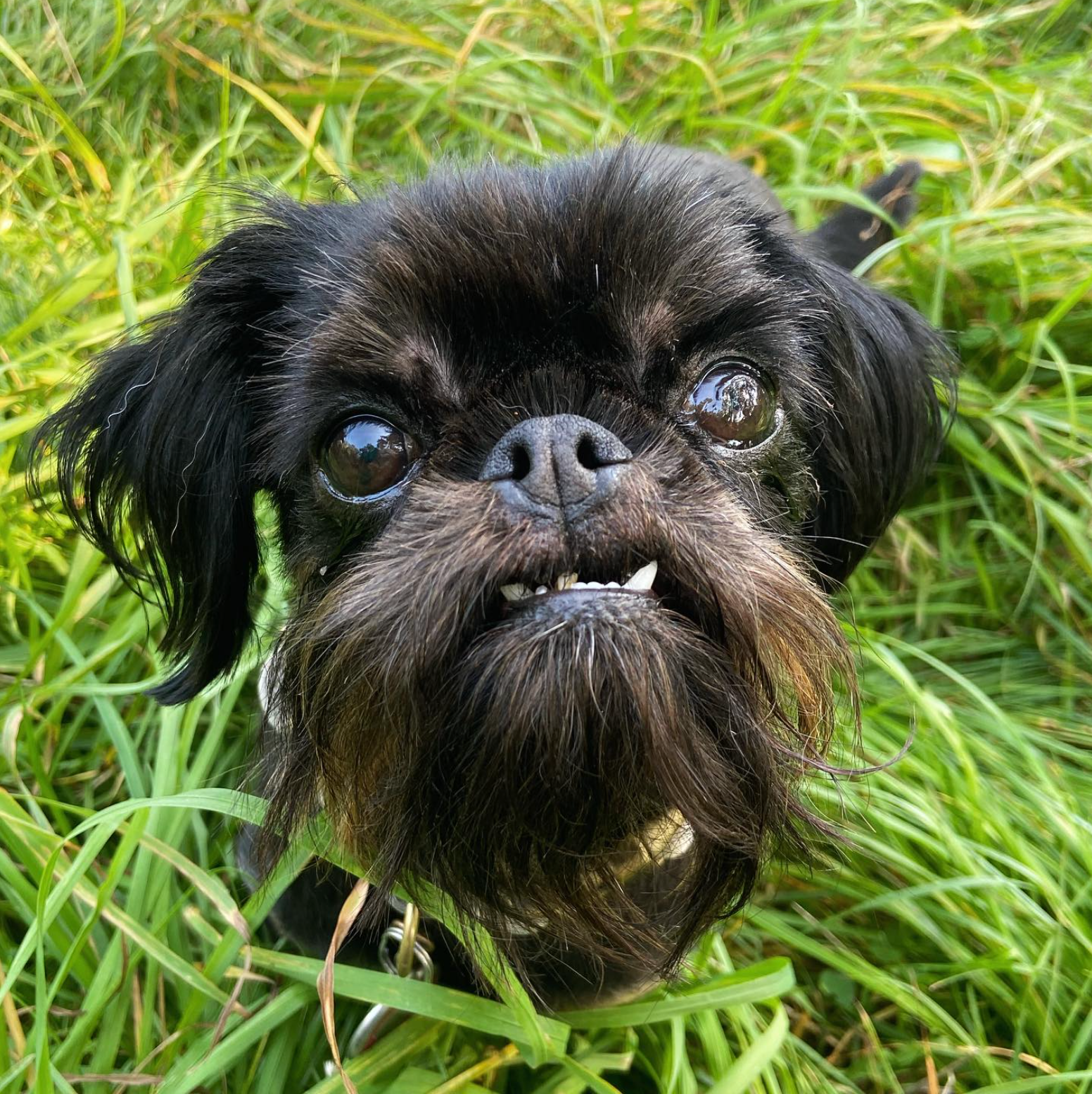 Zwarte Brusselse Griffon met onderbeet in het groene gras.