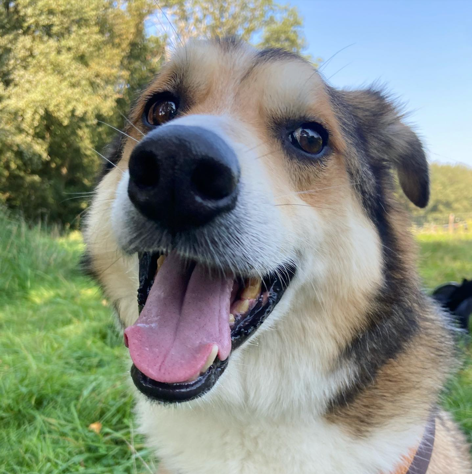 Een blije hond met uitgestoken tong, bruin, zwart en wit van vacht, in een veld.