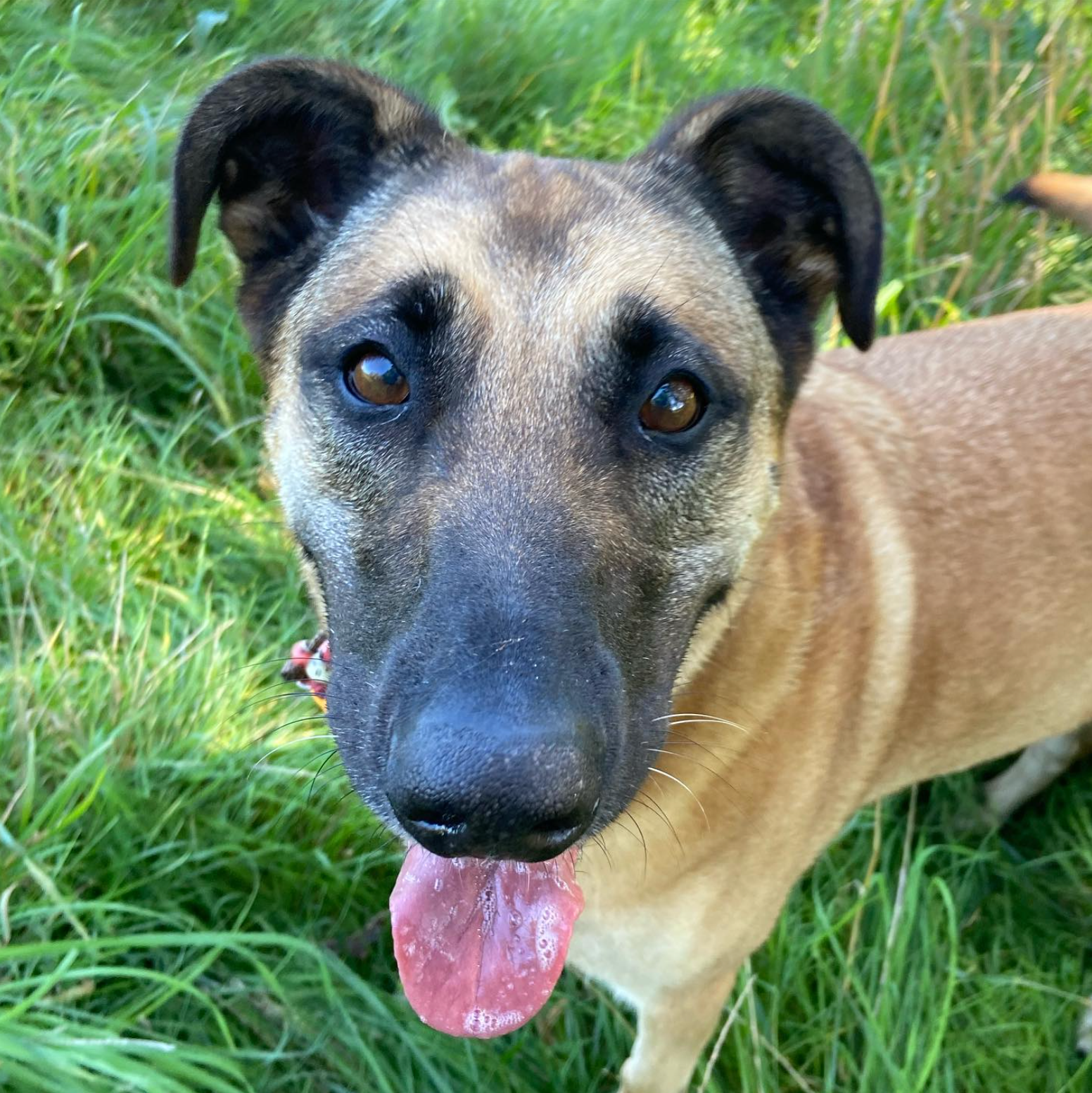 Bruine hond met zwarte snuit en oren, hijgend met uitgestoken tong, in een grasveld.
