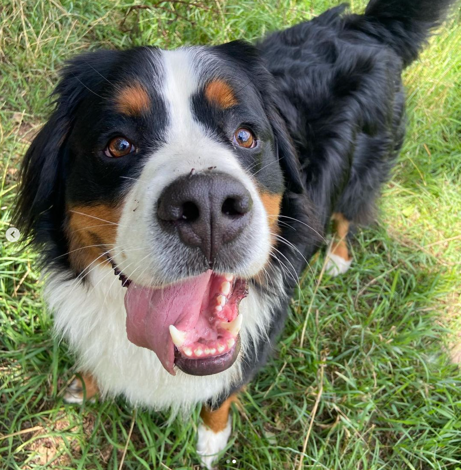 Berner Sennenhond met open bek, uitgestoken tong, lachend. Zwarte, witte en bruine vacht, zittend in een grasveld.