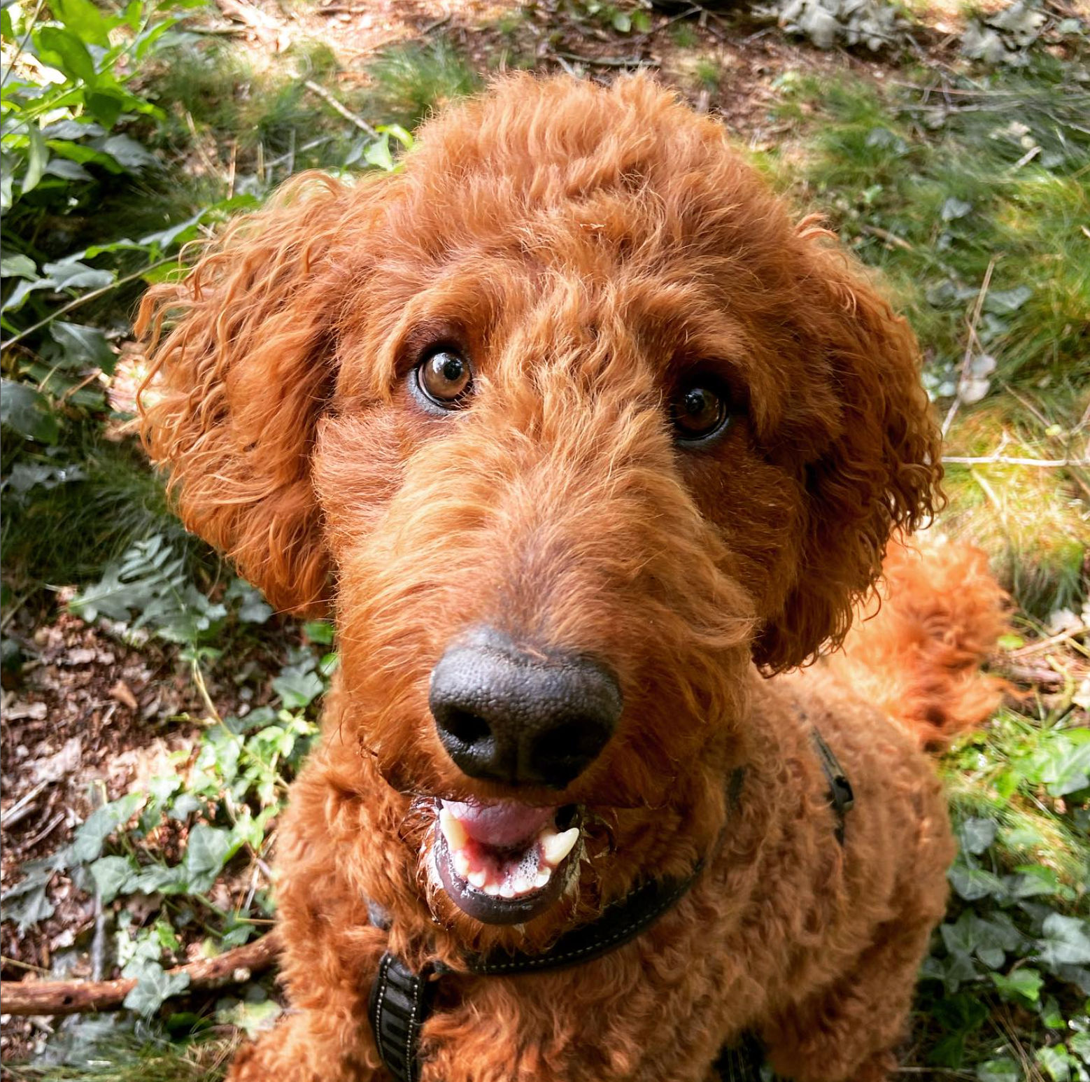 Een roodbruine Goldendoodle lacht met open bek in een groene, lommerrijke buitenomgeving.
