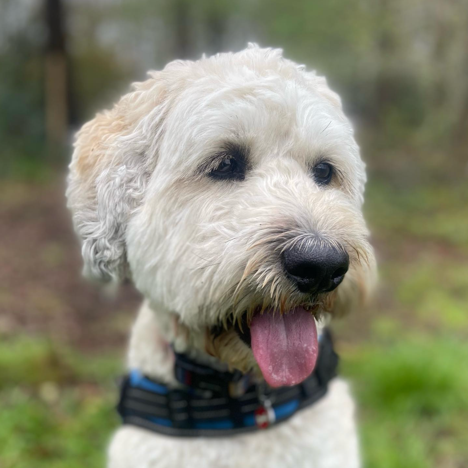 Crèmekleurige Goldendoodle met open bek en roze tong, met tuigje om, in een buitenomgeving.