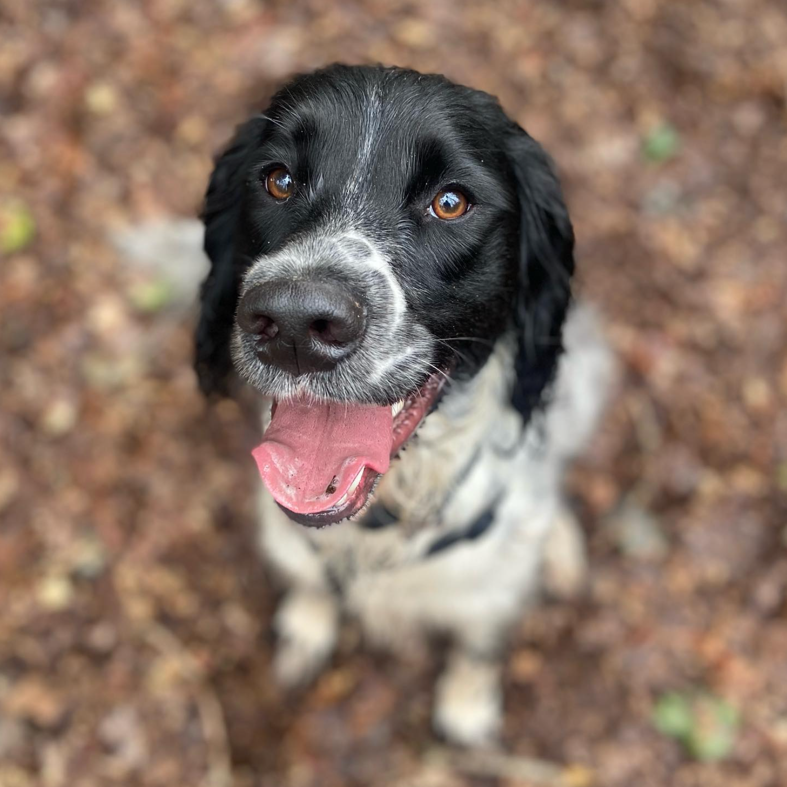 Een vrolijke zwart-witte hond met open bek, die met bruine ogen omhoog kijkt, zit op bruine bladeren.