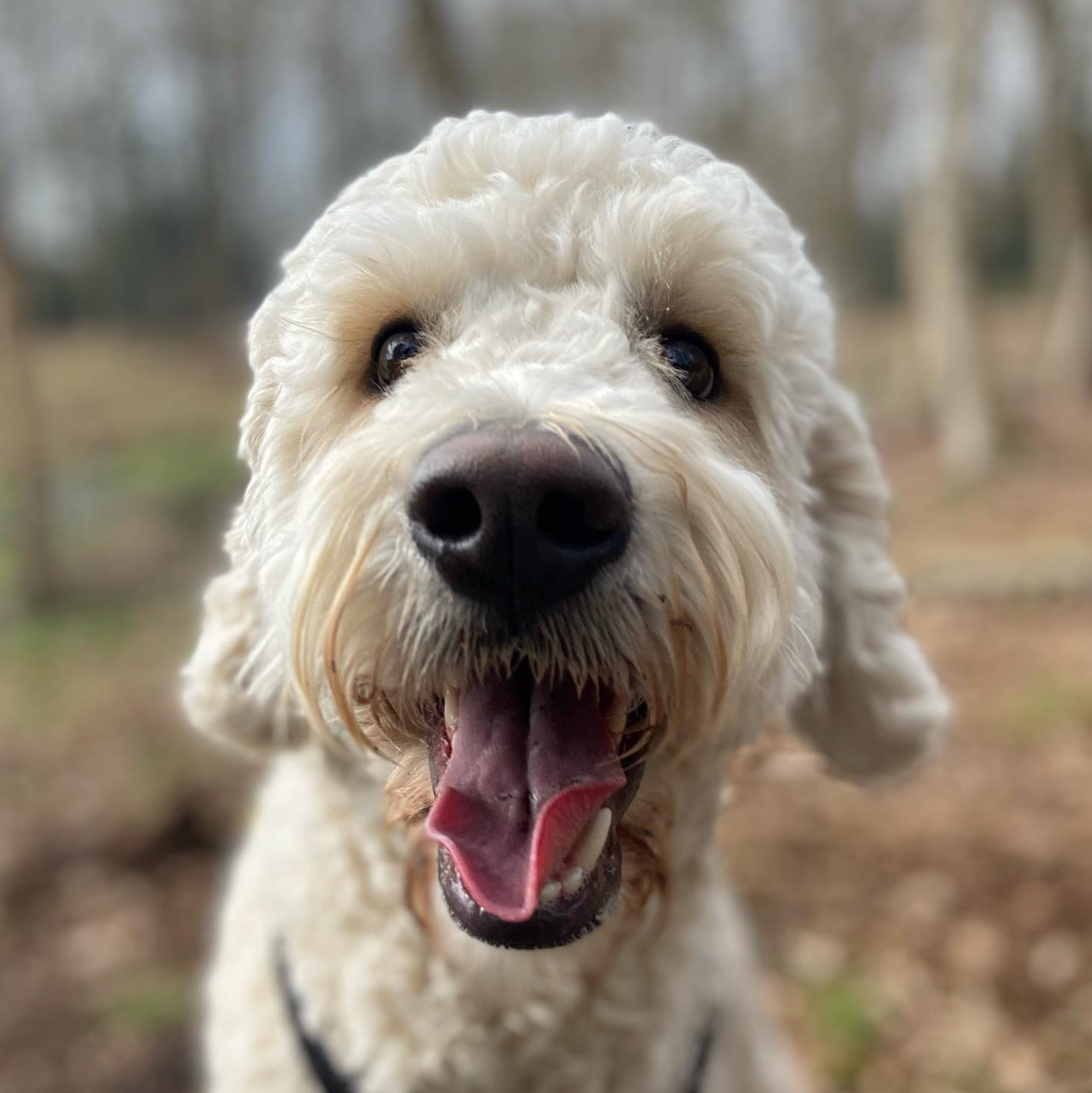 Crèmekleurige Goldendoodle met een vrolijke uitdrukking en uitgestoken tong, in een bosrijk gebied.