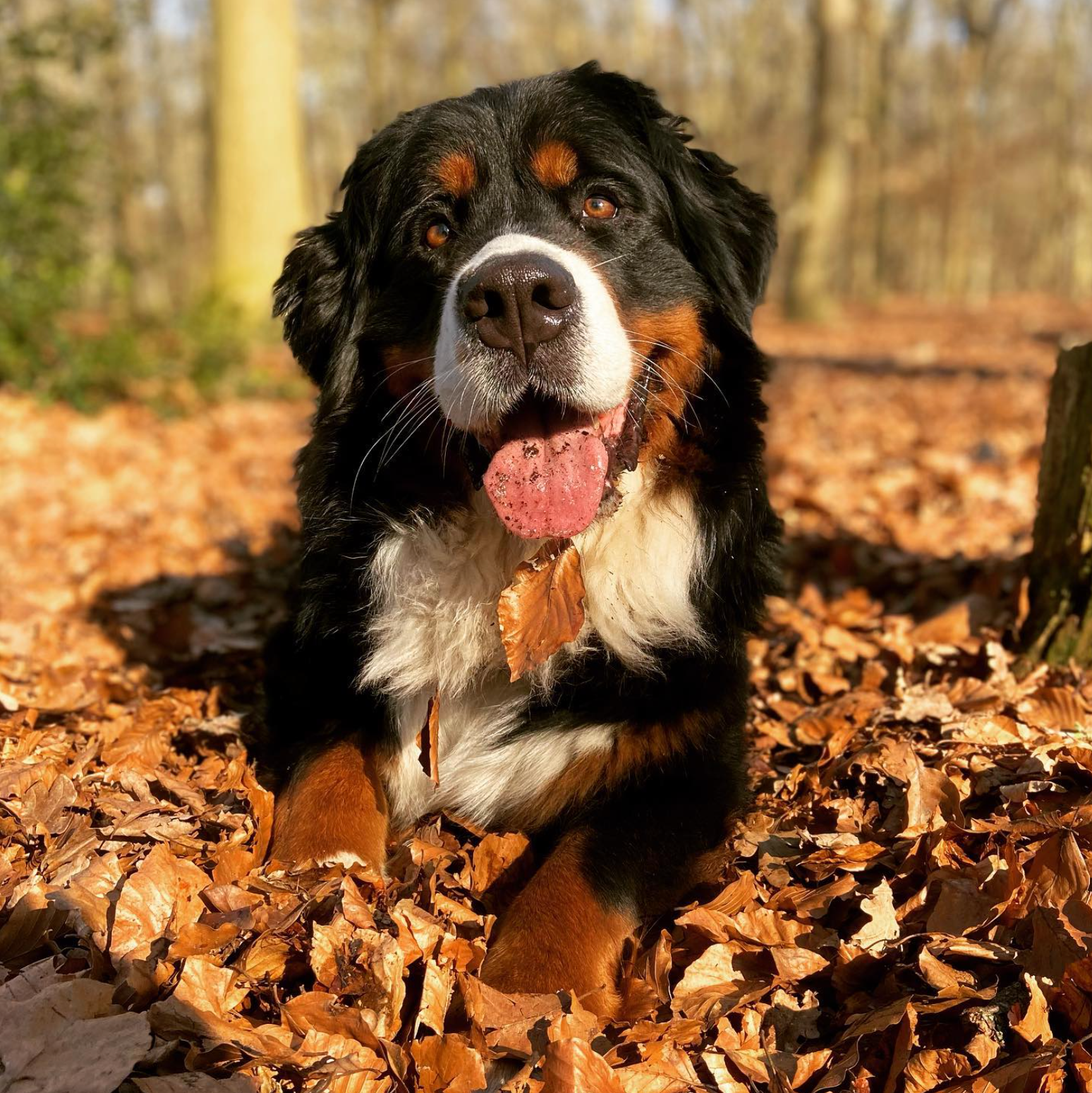 Berner Sennenhond, met een zwarte, bruine en witte vacht, ligt in de herfstbladeren met zijn tong uitgestoken.