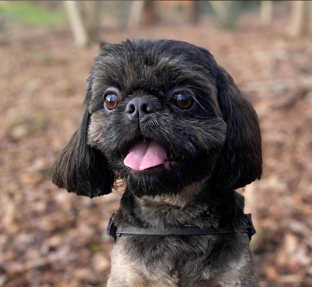 Een zwart-bruine Shih Tzu met uitgestoken tong, getuigd en in een bosrijke omgeving.