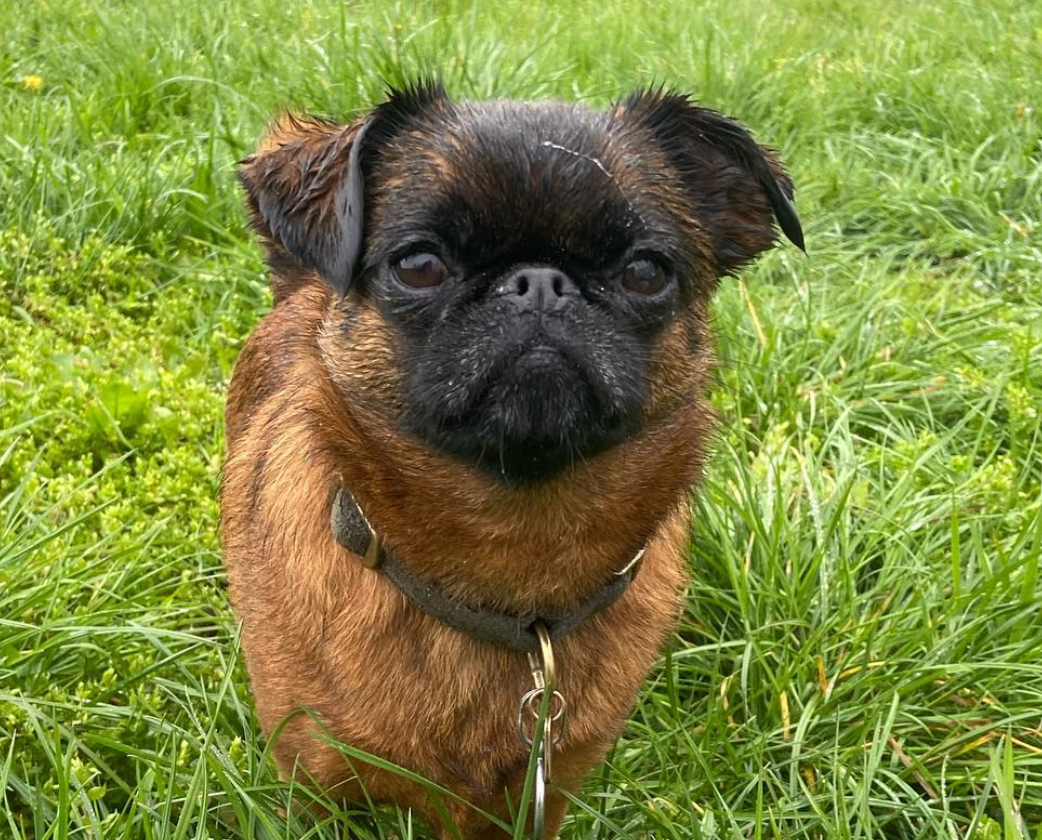 Een bruine Brusselse griffon, met een halsband om, staat in het groene gras en kijkt recht vooruit.