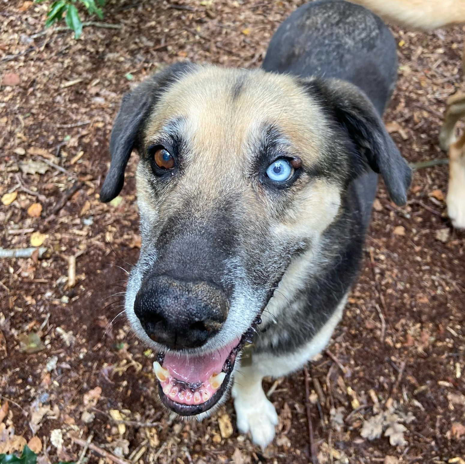 Hond met één bruin en één blauw oog, lachend met open bek, omringd door mulch en bladeren.