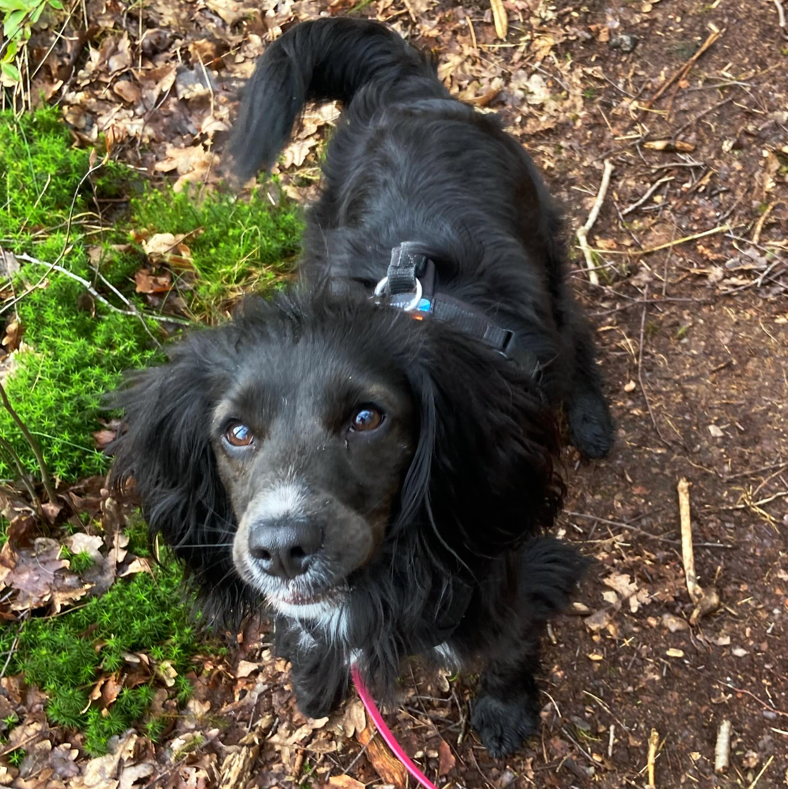Zwarte hond met een witgevlekte snuit, getuigd en omhoogkijkend, op een met mos begroeid zandpad.