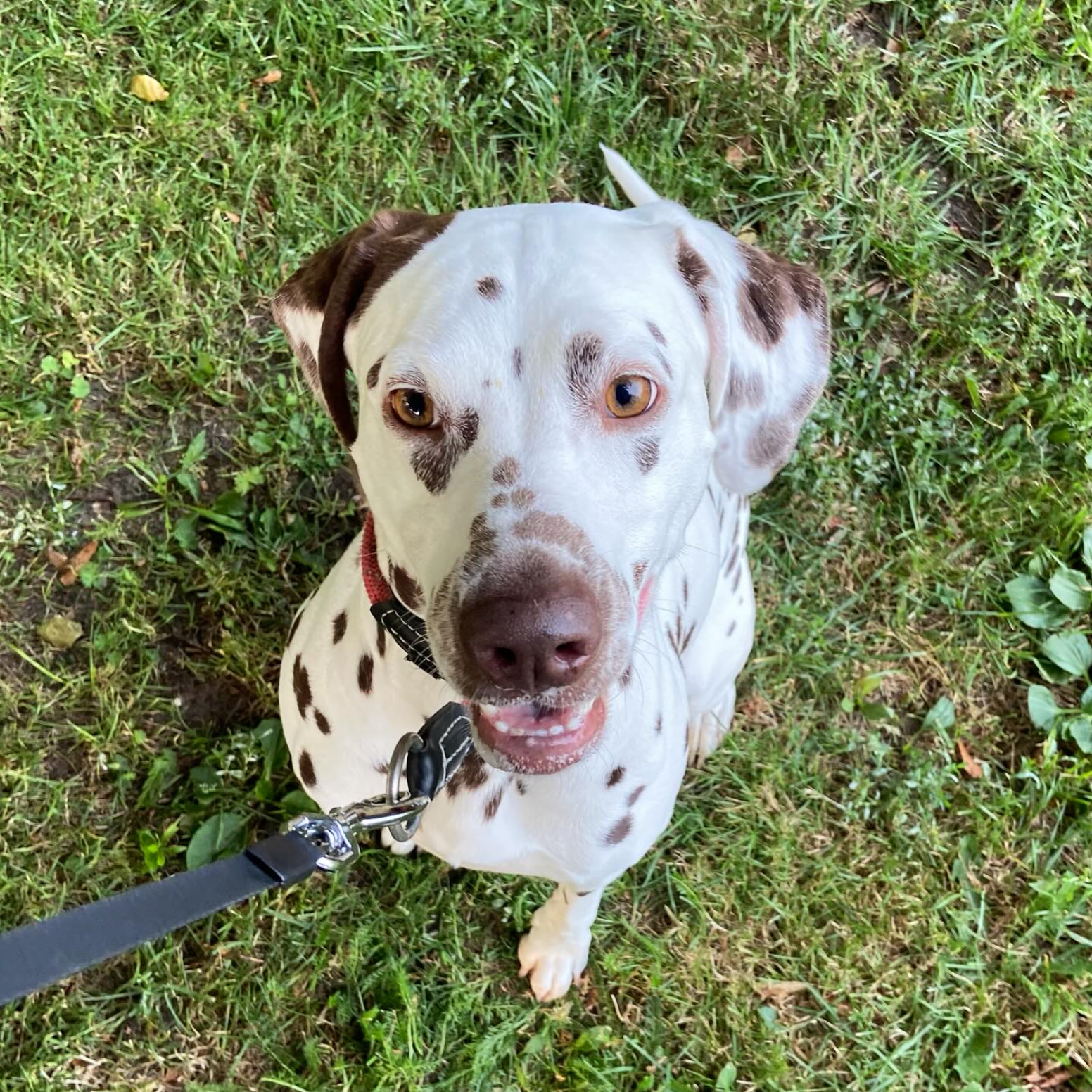 Dalmatiër kijkt in de camera