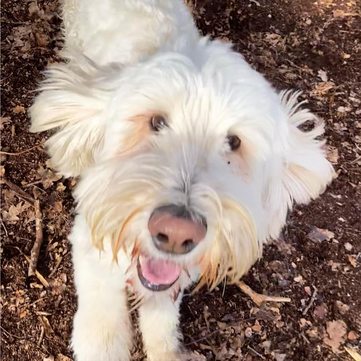 Witte hond, lachend met open bek, omhoogkijkend; bruine neus, pluizige vacht, buiten in de modder.