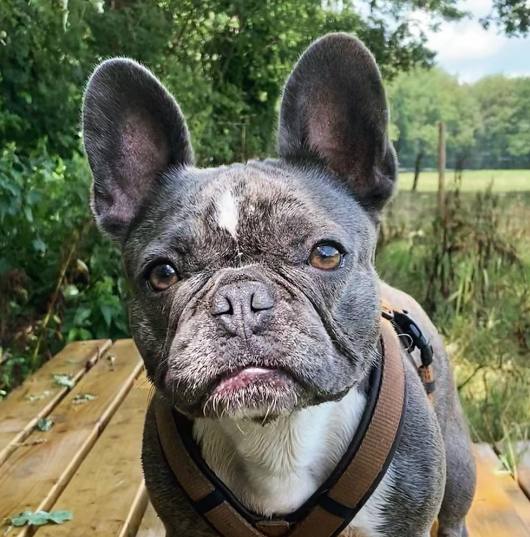 Een blauwe Franse bulldog met hangende oren, die een tuigje draagt, kijkt buiten naar de camera.