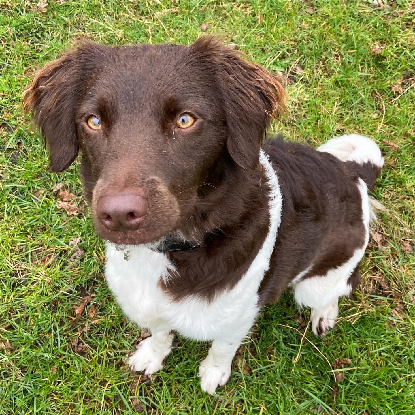 Een bruin-witte hond zit in het gras en kijkt met heldere ogen omhoog.