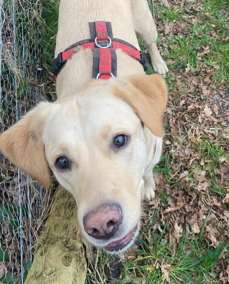 Gele Labrador met rood tuigje, kijkt met een vriendelijke uitdrukking omhoog, buiten.