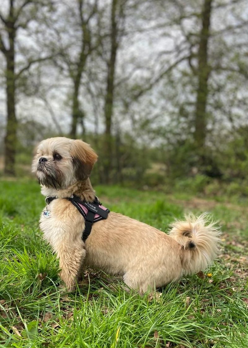 Een bruin-witte hond met een tuigje zit in het groene gras. Op de achtergrond zijn bomen te zien.