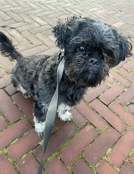 Een zwarte en grijze, pluizige hond aan de lijn staat op een stenen pad en kijkt met een neutrale uitdrukking omhoog.