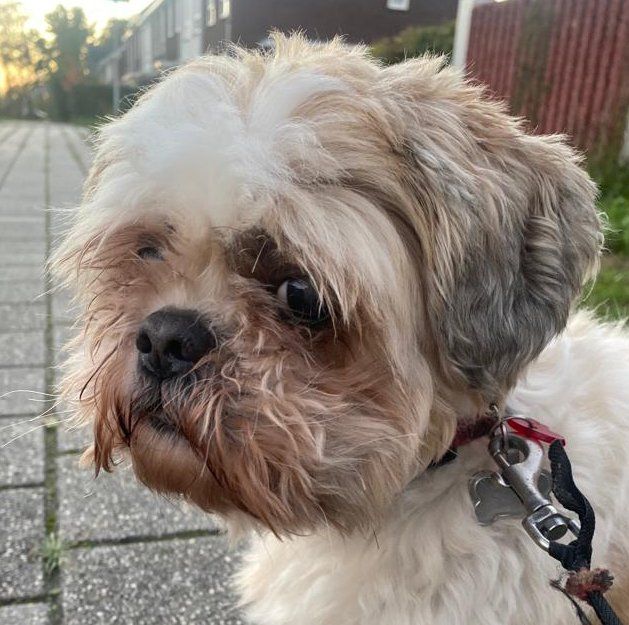 Een pluizige Shih Tzu met een rode halsband staat op de stoep en kijkt naar links.