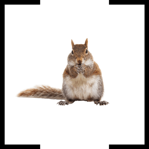 A squirrel is eating a nut on a white background.