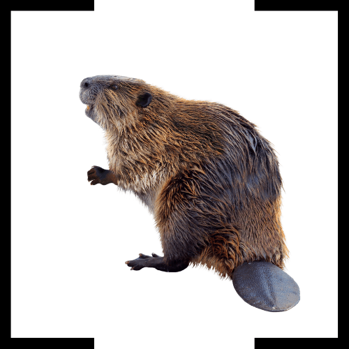 A beaver is standing on its hind legs on a white background.