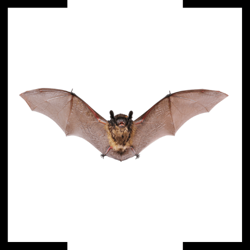 A bat is flying in the air with its wings spread.