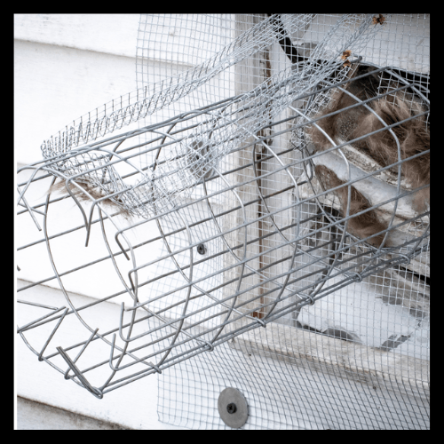 A cat is sitting in a wire cage on the side of a building.